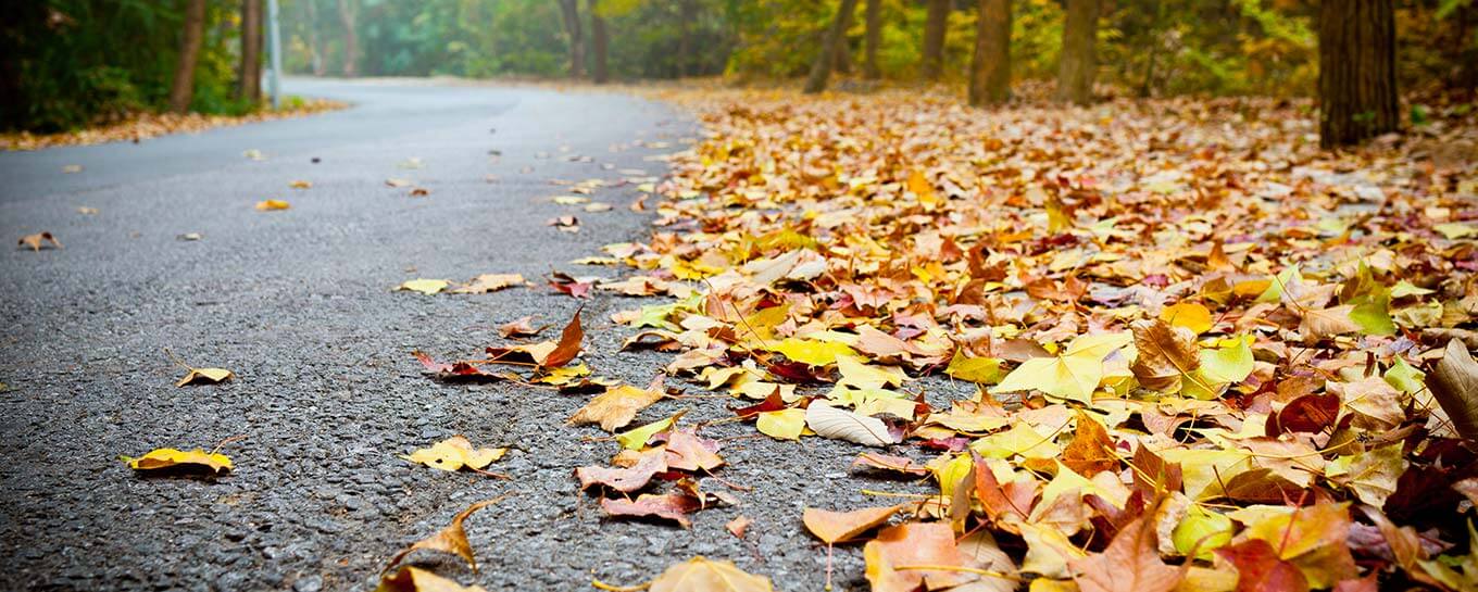 Herbstlaub entsorgen: Von der Annahme über das Recycling bis zur Wiederverwendung